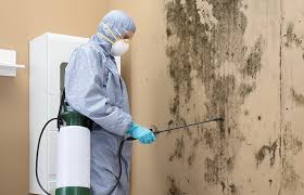 Reliable Alvord, TX Mold Inspection Solutions